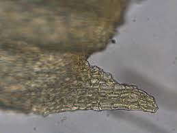 Image result for Monothecium