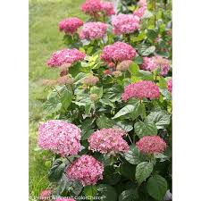 Image result for Hydrangea arborescens Pink Anabelle