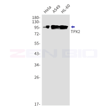 Other dylight® 650 secondaries available. Polyclonal Dil2 Antibody Mybiosource