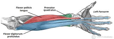 It starts from the medial epicondyle and inserts into a tendon (just below the insertion of the supinator). Muscles Of The Anterior Forearm Flexion Pronation Teachmeanatomy