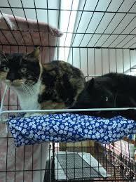 We are so excited that you are considering adopting with brooklyn animal action. Brooklyn Animal Action Brooklyncats Twitter