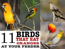 Orange bird designed a new brand identity and executed lead generation campaigns for grown.bio, a biotechnology company creating biodegradable packaging and interior design products. 11 Birds That Eat Oranges Nikki Lynn Design