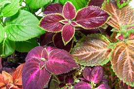 Image result for Coleus foliatus