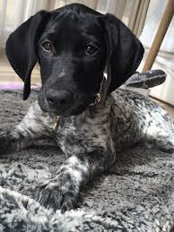 Black And White Pointer Dog Black And White German Shorthaired Pointer German Shorthaired Pointer Black Hunting Dog Names German Shorthaired Pointer Dog