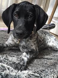 The muzzle is somewhat squared, but the stop is not as defined as the pointer's, and, as a whole, the german short haired pointer's head is more moderate. Black And White German Shorthaired Pointer German Shorthaired Pointer Black Hunting Dog Names German Shorthaired Pointer Dog