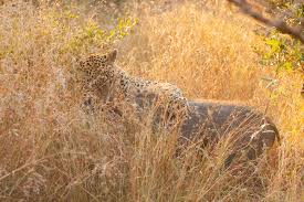 The frequency of leopard attacks on humans varies by geographical region and historical period. Just How Dangerous Are Warthogs Londolozi Blog