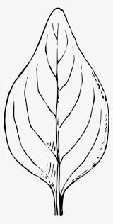 Buat anda yang senang melihat gambar animasi ini sangat sesuai untuk kalian pakai sebagai gambar. Daun Cartoon Png Transparent Png 660x800 Free Download On Nicepng