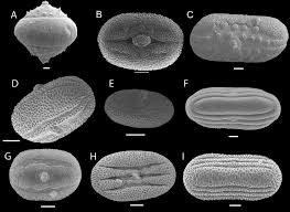 Image result for Anisotes