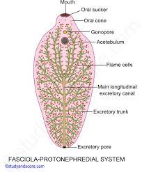 Liver fluke disease is a chronic parasitic disease of the bile ducts. Fasciola Body Wall Digestive Excretory And Nervous System Study Score