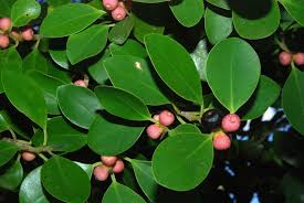Image result for Fuirena microcarpa