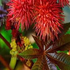 Image result for Ricinus