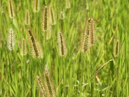 Image result for Hippocratea parviflora