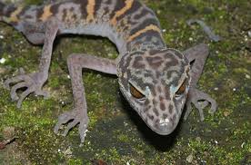New Species From The Mekong Delta Photo Essays Leopard Gecko Animal Species Species