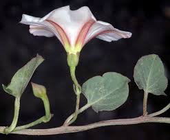 Image result for Convolvulus goyderi
