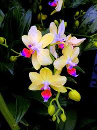 Maybe you would like to learn more about one of these? Fallen Angels By Mindy Newman Beautiful Orchids Orchid Seeds Unusual Flowers