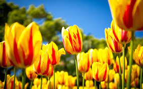Pin By Mike Bernabe On Tulips Yellow Tulips Tulips Images Tulips Garden