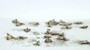 Vacuum your wardrobe's floors and shelves weekly to eliminate dust, which attracts moths to the closet in. Don T Know How To Get Rid Of Moths Here Are 11 Good Ways Home Quicks
