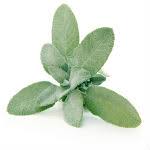 If you are looking for 3d presentations of sage, you can find sage 3d photos there. Sage Cocktails Herb Cocktails Guide The Cocktail Novice