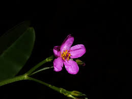 Image result for Talinum fruticosum