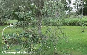 You will want to begin shaping your olive tree most olive varieties produce a heavy crop every other year and this helps to even out the fruit production. Olive Arbequina Olea Europaea Harvest Curing In Large Jar Self Sufficient Me