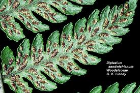Image result for Diplazium humbertii
