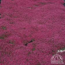 Image result for Grewia praecox