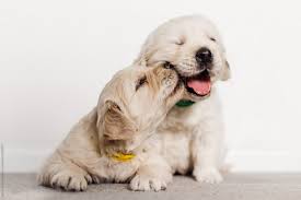 Gallen son conocidas por el consumo tradicional de carne de perro, curada al aire en forma de carne seca y salchichas, así como el empleo de su tocino en recetas de. Hoy 21 De Julio Se Celebra El Dia Mundial Del Perro