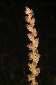 Image result for Juncaginaceae