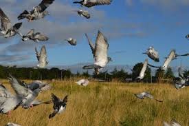 All categories pigeon supplies medicines antibiotics pigeons grit and minerals pigeon products recovery vitamins vaccines boxes & cages belgasol 500 ml and 1000ml by belgica de weerd. Young Birds Racing Season Belgica De Weerd