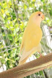 Hen Creamino Pet Birds African Lovebirds Pretty Birds