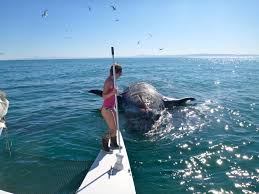 Only 80 miles south of san diego, ensenada is a popular seaside escape. Family Magazine Things To Do In Ensenada