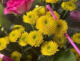 Aaa Aurinko Flowers Plants Facebook Cover