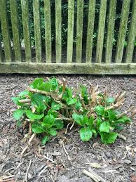 Why Aren T My Hydrangeas Blooming And How To Fix It Hydrangea Care Growing Hydrangeas Planting Hydrangeas