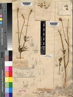 Image result for Centemopsis