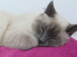 Siamese Cat Sleeping Cute Kitty Patitas Cat Sleeping Cute Cats Siamese Cats