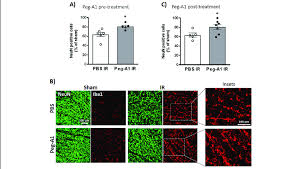 No type of control service: A1 Treatment Protects Retinal Neurons And Increases Microglia Download Scientific Diagram