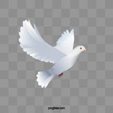 White Dove White Wing Pigeon Png Transparent Clipart Image And Psd File For Free Download White Doves Dove Pictures Background Wallpaper For Photoshop