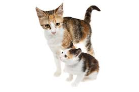 Well, with a gorgeous coat made up of white, orange and black, calico cats are stunning creatures, and their distinctive characteristics provide. 8 Questions About Calico Cats Answered Catster