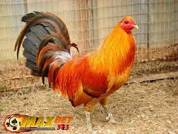 Sabung ayam peru peru adalah negara di bagian barat amerika latin yang berbatasan dengan ekuador, bolivia dan kolombia. Keunggulan Serta Ciri Ciri Ayam Peruvian Atau Ayam Peru Asli Berita Sabung Ayam