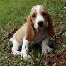 The name basset comes from the french word bas, meaning low. Basset Hound Beagle Mix Petsidi