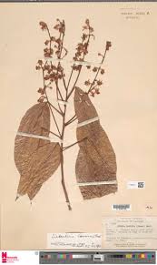 Image result for Lindackeria