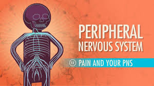 Image result for Peripheral Nervous System