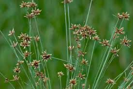 Image result for Bulbostylis schoenoides