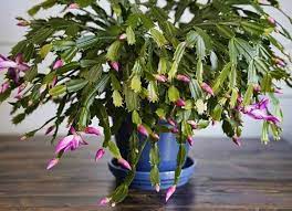 13 Types Of Cactus Plants You Can Grow At Home Holiday Cactus Christmas Cactus Care Christmas Cactus Plant