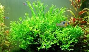 Perawatan tanaman aquascape ini tergolong mudah. Temukan Aneka Jenis Tanaman Aquascape Di Sekitar Kita