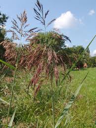 Image result for Phragmites mauritianus