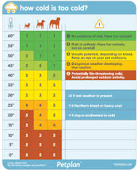 How Cold Is Too Cold For Your Dog Use This Handy Chart To