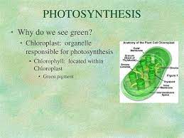 Check spelling or type a new query. Photosynthesis Prezentaciya Onlajn