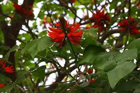 Image result for Erythrina madagascariensis