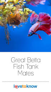 Great Betta Fish Tank Mates Lovetoknow Betta Fish Tank Mates Betta Fish Tank Betta Tank Mates